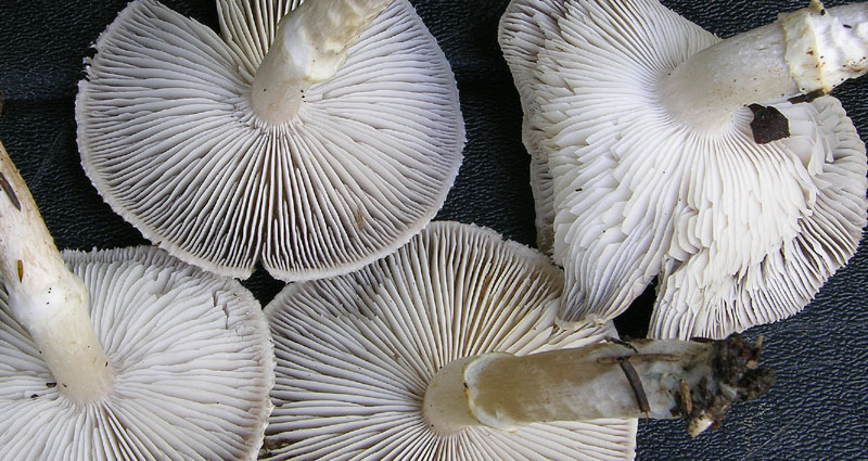 Tricholoma cingulatum fo.ramentaceum.